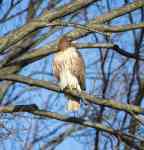 Philadelphia: tree, bird, Hawk