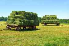 Philadelphia: hay, amish hay wagons, bales