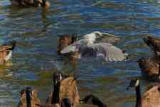 Philadelphia: Canadian Geese, seagull, gull